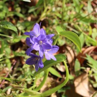 Pontederia vaginalis Burm.f.